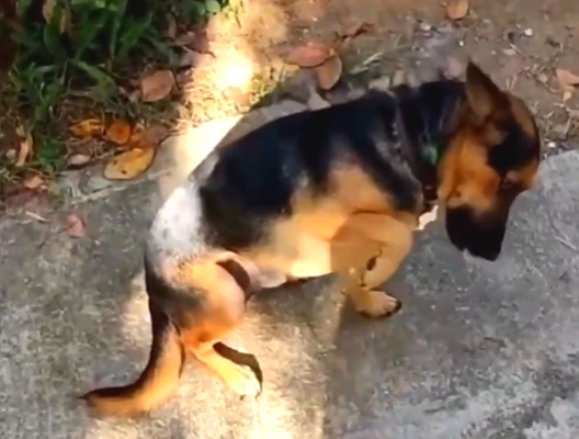 ¡Con astucia y ternura! Perro simula lesión para no quedarse solo